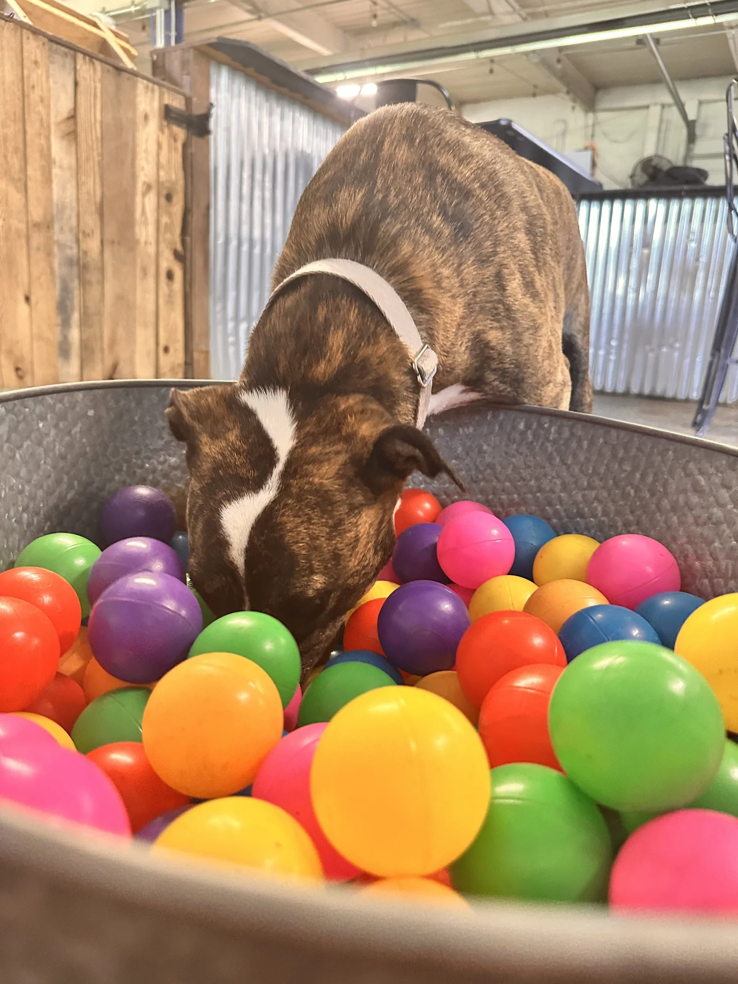 Brindle pup digging in the enrichment ball pit
