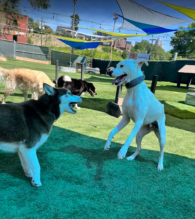 Husky and white dog playing on the outdoor turf
