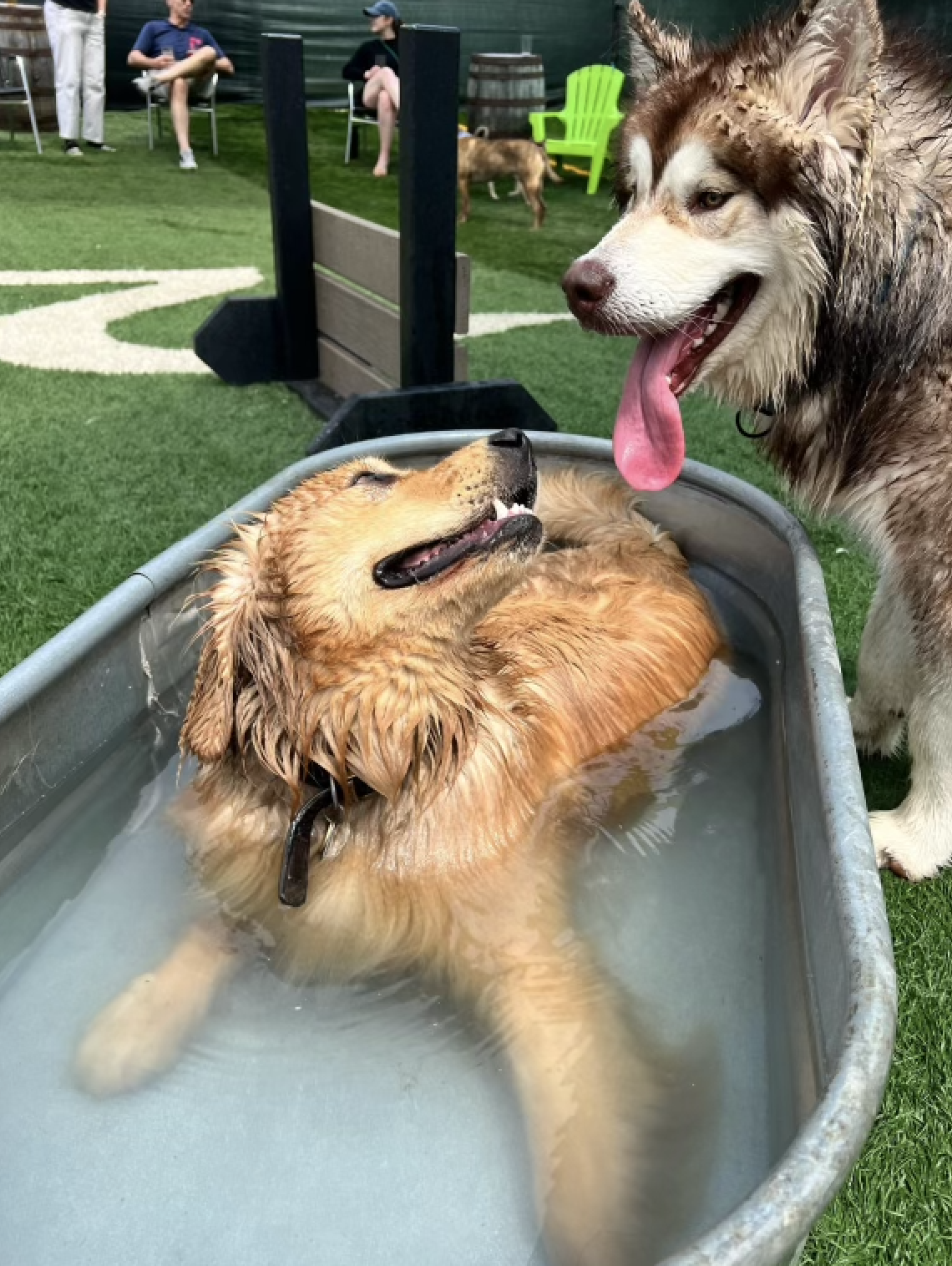 Golden retriever relaxing in a water tub next to a husky