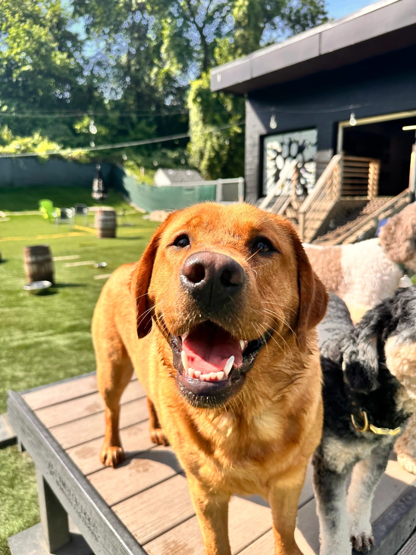 Happy yellow lab smiling on the play deck